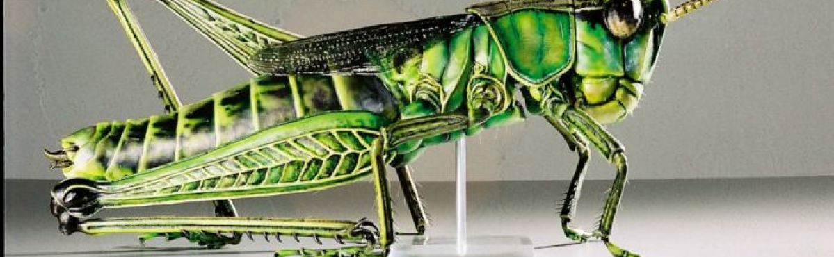 Insect Models