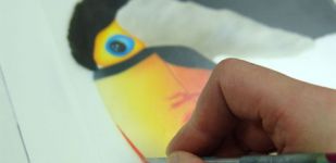 toucan_wildlife_Step12.jpg